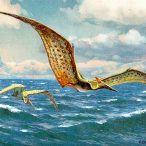 Pteranodon_hharder